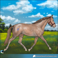 Horse Color:Perlino Mushroom Rabicano 