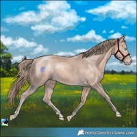 Horse Color:Perlino Mushroom Rabicano 