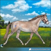 Horse Color:Perlino Mushroom Rabicano 