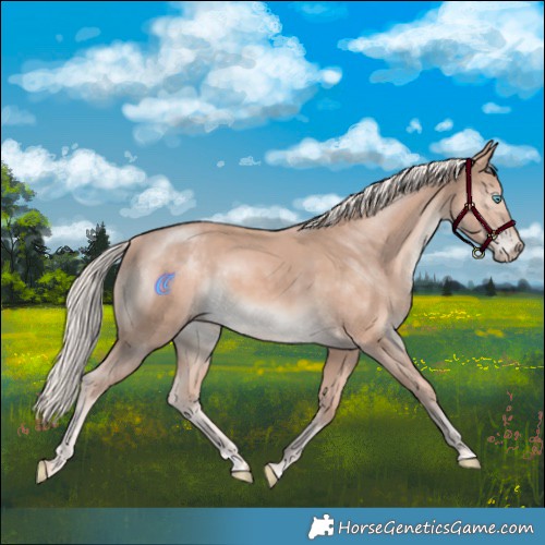 Horse Color:Cremello Mushroom Rabicano 