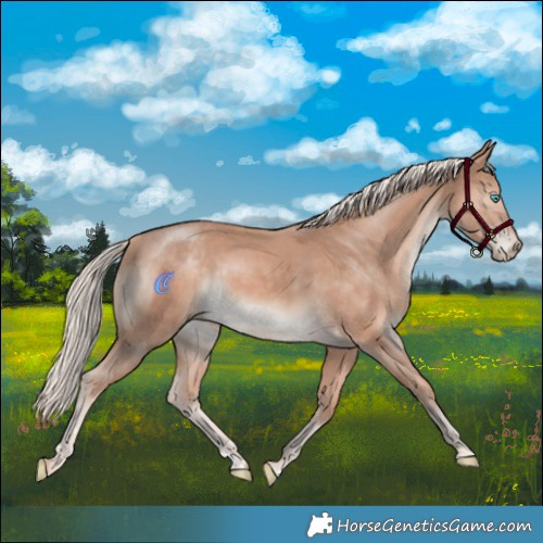 Horse Color:Cremello Mushroom Rabicano 
