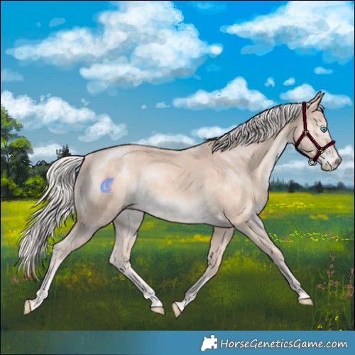 Horse Color:Cremello Mushroom Rabicano 