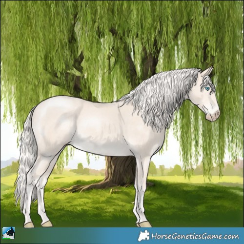 Horse Color:Cremello Mushroom 
