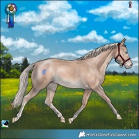 Horse Color:Cremello Mushroom 
