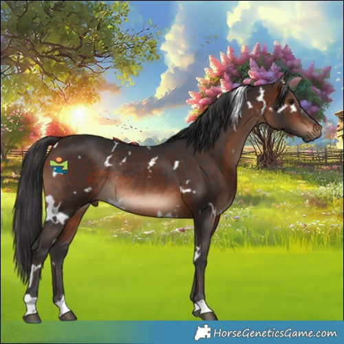 Horse Color:White Spotted Brown Rabicano 
