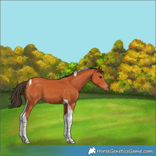Horse Color:Bay Tobiano 