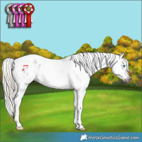 Horse Color:Gray Silver Buckskin Splash Tobiano Appaloosa