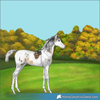 Horse Color:Gray Silver Buckskin Splash Tobiano Appaloosa 