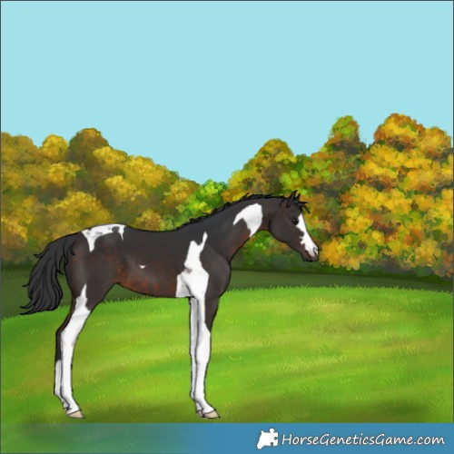 Horse Color:Brown Tobiano 