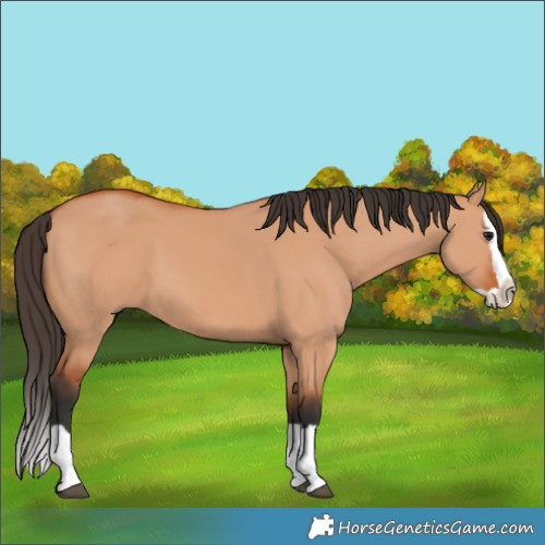 Horse Color:Bay Dun Splash