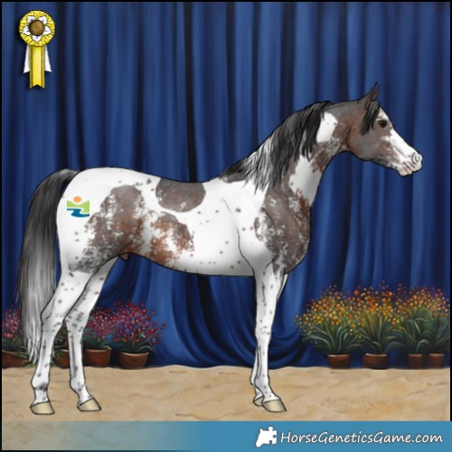 Horse Color:Brown Sabino Tobiano 