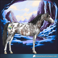 Horse Color:Brown Sabino Appaloosa