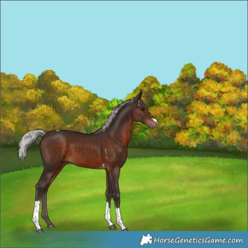 Horse Color:Silver Brown Tobiano 
