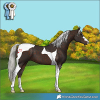 Horse Color:Silver Brown Tobiano 