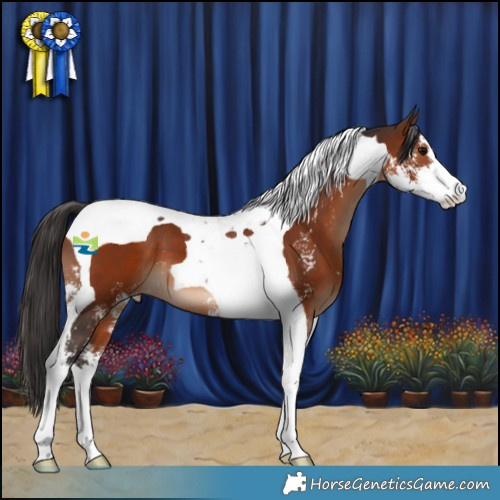 Horse Color:Brown Sabino Tobiano 