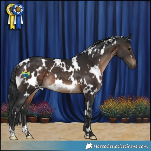 Horse Color:White Spotted Brown 
