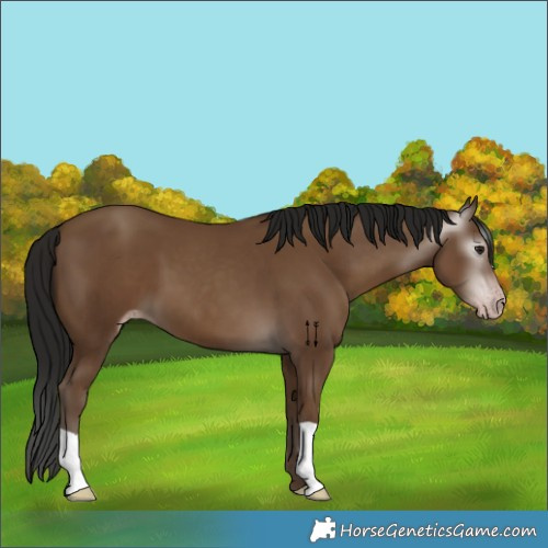 Horse Color:Gray Classic Champagne 