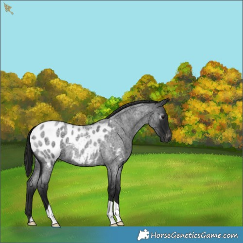 Horse Color:Gray Smoky Blue Roan Near Leopard 