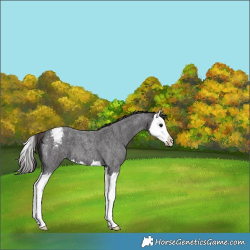 Horse Color:Smoky Blue Roan Splash Appaloosa 