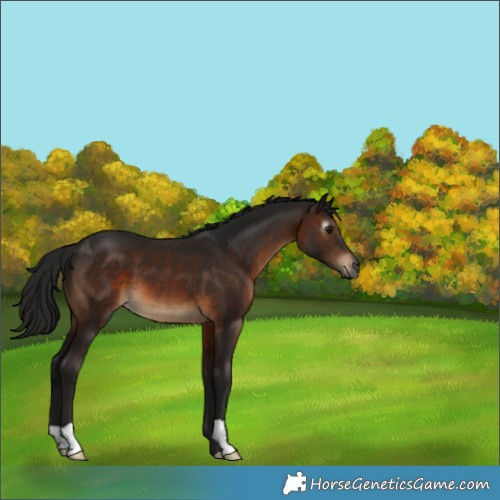 Horse Color:Gray Brown 