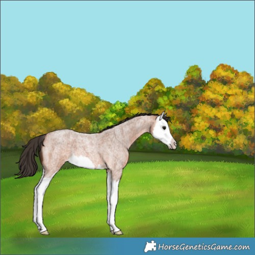 Horse Color:Bay Roan Splash 