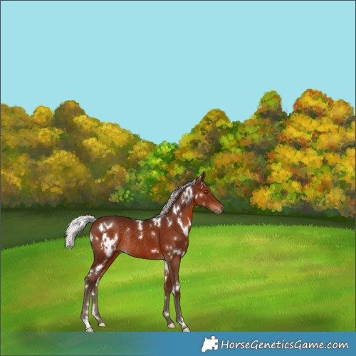 Horse Color:White Spotted Silver Bay Rabicano 