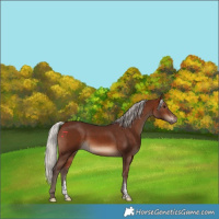 Horse Color:Silver Brown Sabino Rabicano 