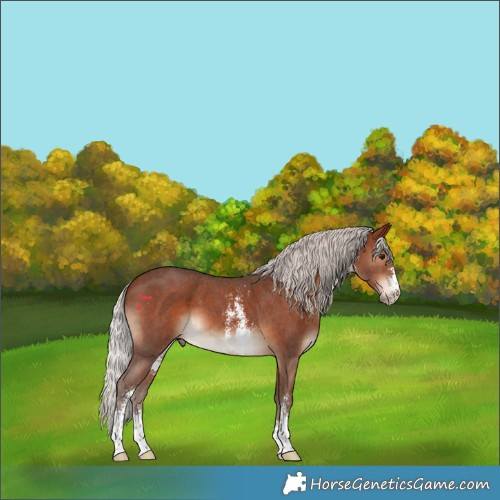 Horse Color:Silver Bay Sabino 