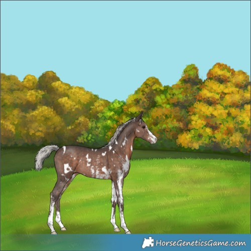 Horse Color:White Spotted Silver Brown Sabino Rabicano 