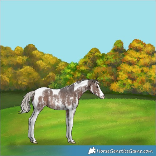 Horse Color:Silver Black Sabino Tobiano Rabicano 