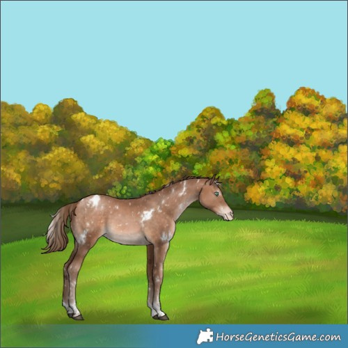 Horse Color:White Spotted Brown Pearl Tobiano Appaloosa Rabicano 