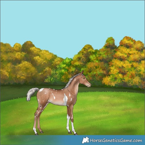 Horse Color:White Spotted Silver Brown Pearl Tobiano