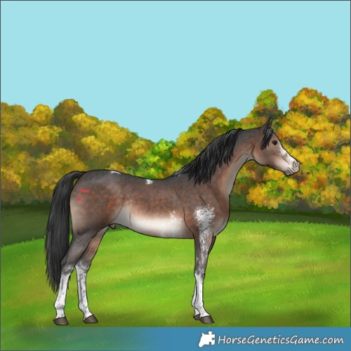 Horse Color:Brown Sabino Tobiano Rabicano