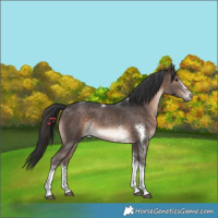 Horse Color:Brown Sabino Tobiano Rabicano 