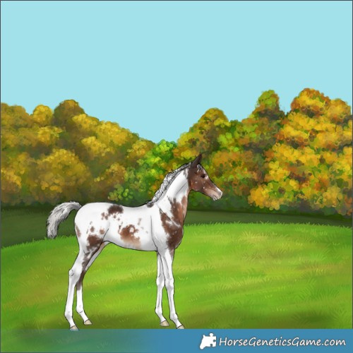 Horse Color:White Spotted Silver Brown Tobiano Appaloosa
