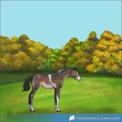 Horse Color:Brown Sabino Tobiano 