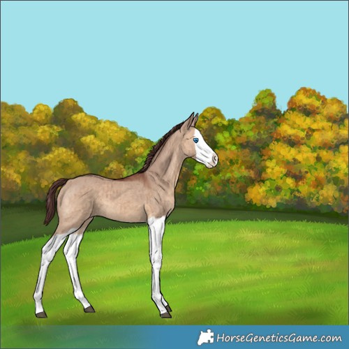 Horse Color:Chocolate Brown Dun Splash Brindle