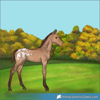 Horse Color:Chocolate Bay Dun Appaloosa Brindle 