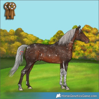 Horse Color:White Spotted Silver Brown Tobiano Appaloosa Rabicano 
