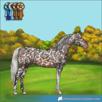Horse Color:White Spotted Silver Brown Tobiano Appaloosa Rabicano 