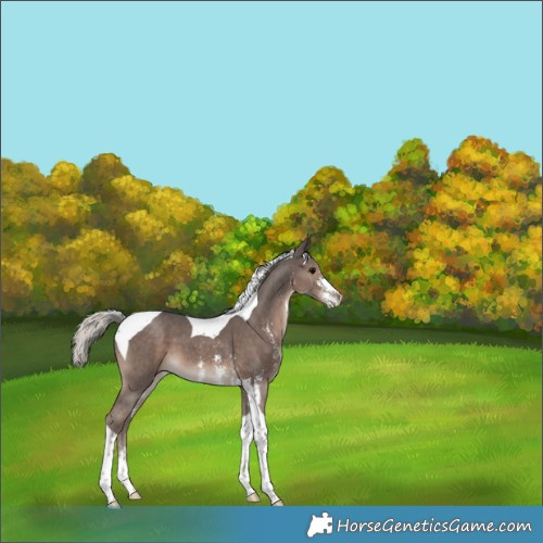 Horse Color:Silver Black Sabino Tobiano