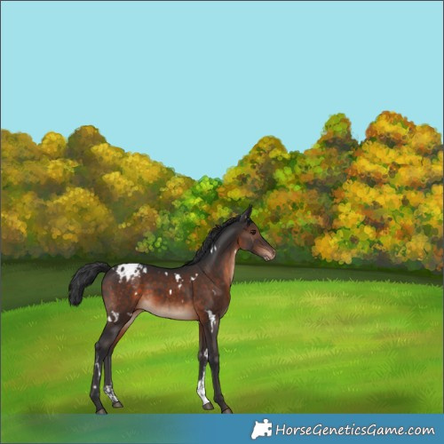 Horse Color:White Spotted Brown Sabino Appaloosa 