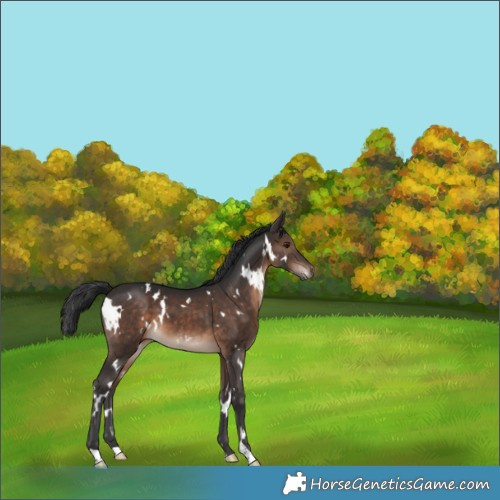 Horse Color:White Spotted Brown 