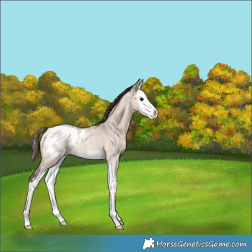 Horse Color:Bay Roan Dun Splash Blanket