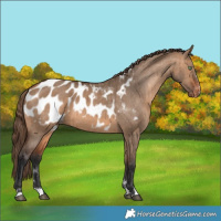 Horse Color:Bay Dun Blanket Brindle 