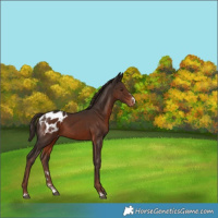 Horse Color:Liver Chestnut Appaloosa 