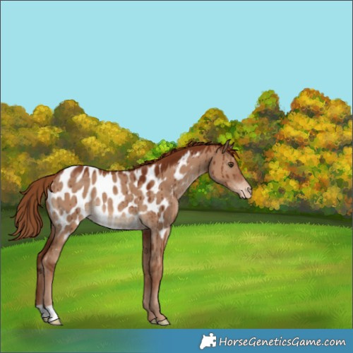 Horse Color:Red Dun Near Leopard Rabicano Brindle