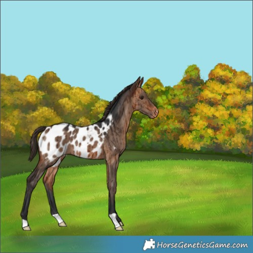 Horse Color:Bay Dun Appaloosa Brindle 