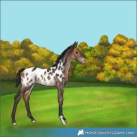 Horse Color:Bay Dun Appaloosa Brindle 