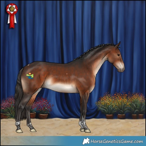 Horse Color:Brown Tobiano